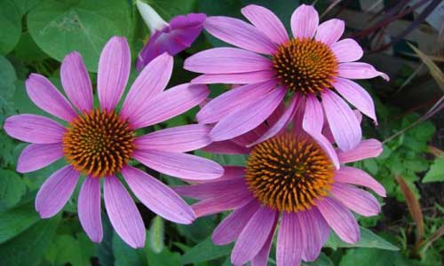 echinacea